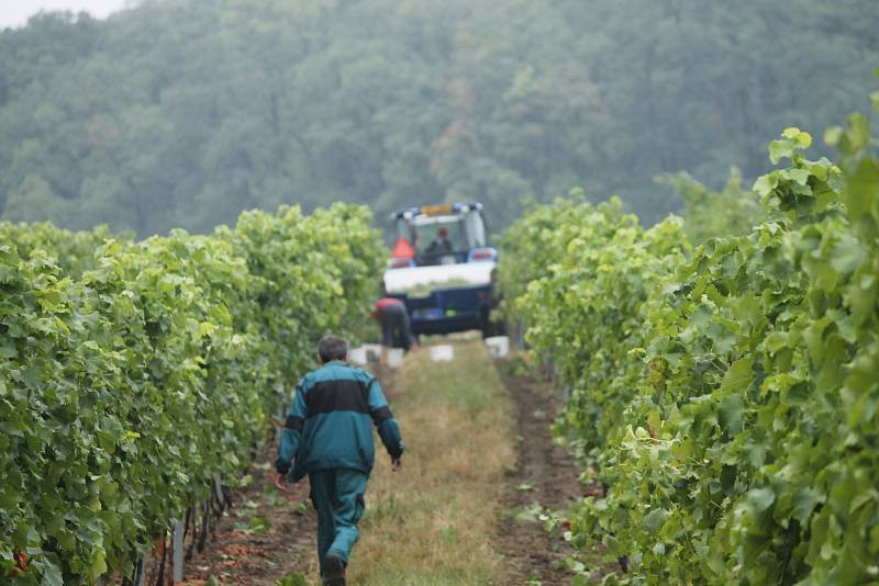 Pět set kilogramů hroznů odrůdy Solaris sklidil 17. srpna 2015 vinař Pavel Matouš z Olbramovic. Připraví z něj burčák.