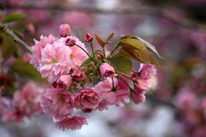 Ulice ve Znojmě se oblékly do sváteční růžové. Rozkvetly japonské třešně.
