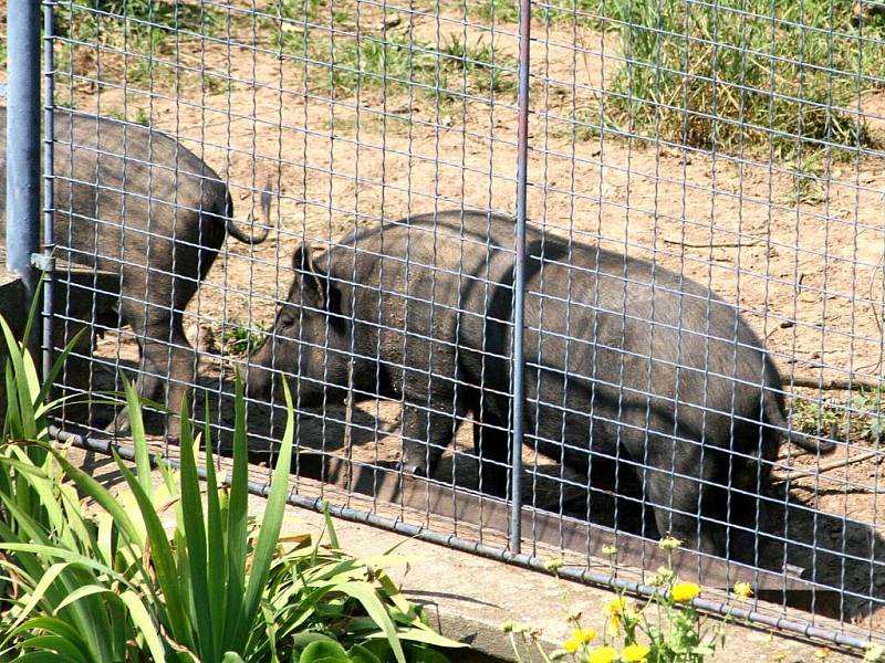 Prasata jsou v letním vedru schovaná. Reagují však na zavolání.