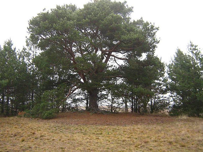  Asi nejbizarněji vypadající dřevinou je mohutná borovice, kterou můžete vidět cestou přes vřesoviště z Havraníků směrem ke studánce Pod Lipami. Roste od stezky vpravo asi 50 m a připomíná skrýš loupežníků.