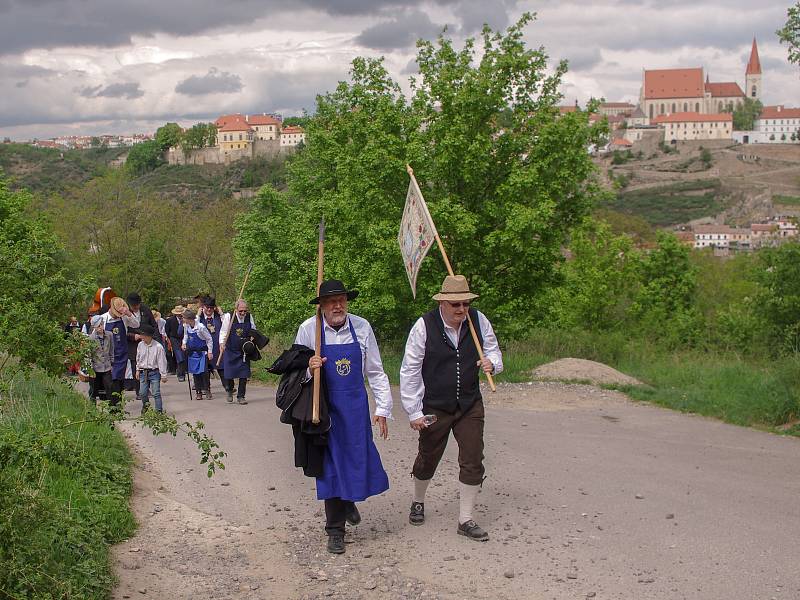 Tradiční vynášení Hroznového kozla ze Znojma do vinic u Konic opět přilákalo víc než stovku účastníků.