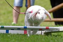 Tři desítky soutěžících přijely na první soutěž v králičím hopu ve Znojmě.