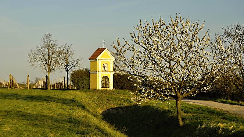 Kvetoucí třešně u Popic na Břeclavsku. Ilustrační foto