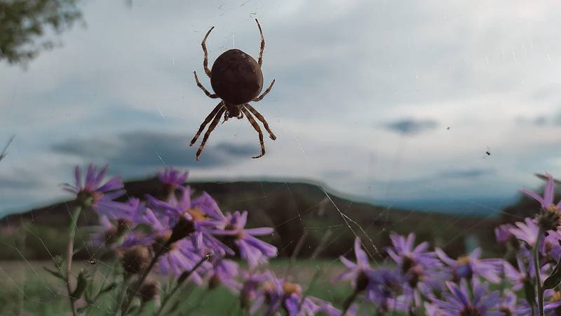 Pálavu začíná zdobit krása podzimu, láká k vycházkám.