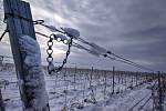 První sníh ve vinicích u Znojma.