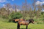 Exmoorský kůń je nenáročné plemeno, vhodné k údržbě rozsáhlých přírodních lokalit. V pozadí jsou usychající akáty asi půl roku po injektáži herbicidu.