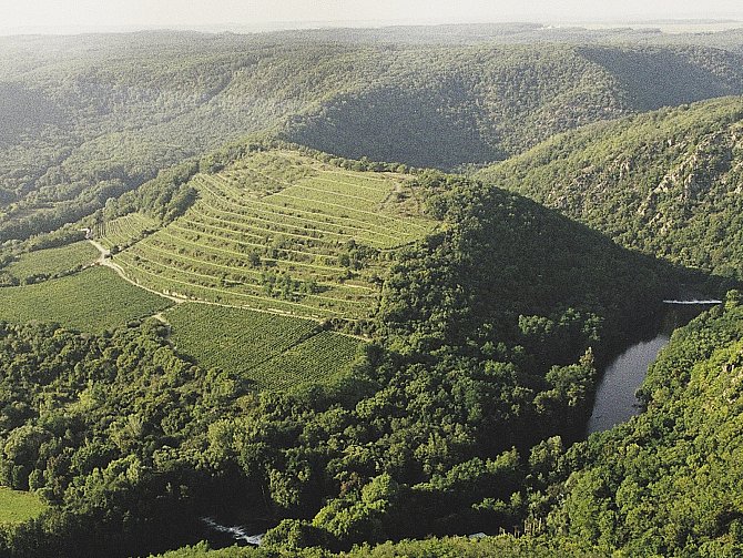 Známá vinice Šobes v Národním parku Podyjí.