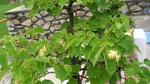 V Miroslavi byly k vidění bonsajové skvosty.