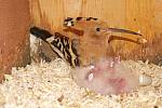 Díky projektu brněnské zoo na ochranu ohrožených dudků chocholatých se v červnu na jihu Moravy vylíhlo šest mláďat.