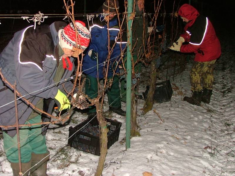 V noci na pátek 7. prosince klesly na Znojemsku teploty hluboko pod bod mrazu. Vinaři z Lechovic proto nad ránem vyrazili do vinic, aby posbírali zmrzlé hrozny pro každoroční lahůdku v podobě budoucího ledového vína.