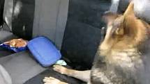 Služební pes jihomoravských celníků našel v osobním autě mladého českého páru u Hatí u Chvalovic na Znojemsku balíček marihuany. 