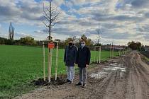 Lípy za sto padesát tisíc korun vysázeli v těchto dnech v Miroslavi díky Nadaci ČEZ. Foto: zdroj: Město Miroslav