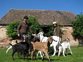 Petr Kosmák s manželkou chová kozy a ovce. Jeho stádo mohou lidé vidět na Kraví hoře u Znojma. Kosmák k farmaření utekl od exotických zvířat. 