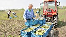 Chřest, lidově také špargl. V Hraběticích na Znojemsku začali se sklizní zeleného chřestu. Na snímku Jaroslav Bárta