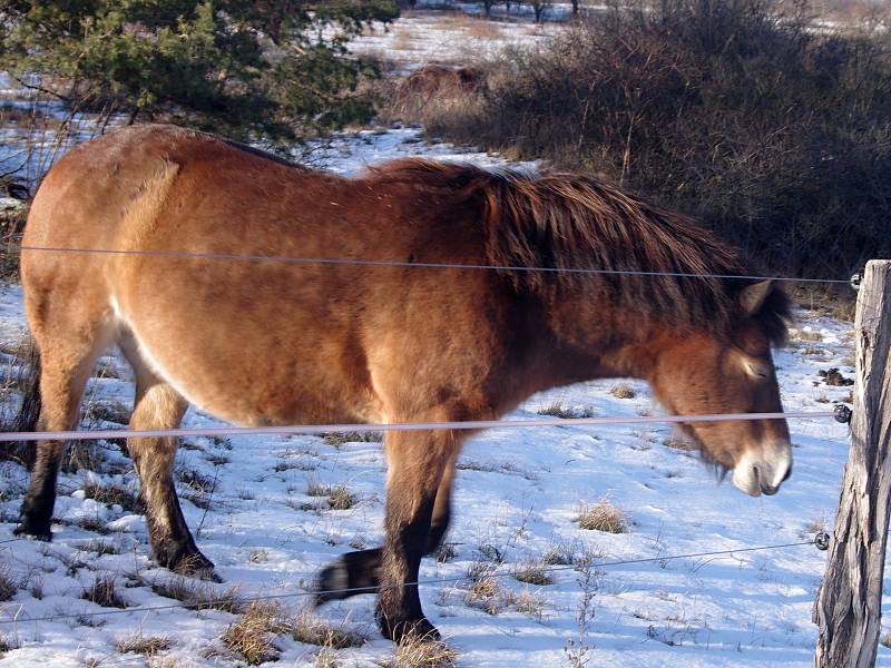 Mezi Havraníky a Hnanicemi a u Mašovic si úspěšně zvykají malá stáda exmoorských poníků.