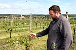 Silné úterní krupobití poškodilo vinice u Hnanic a Šatova. Zasaženy byly silně i vinohrady Vinařství Kořínek, škody jsou podle Josefa Kořínka vážné.