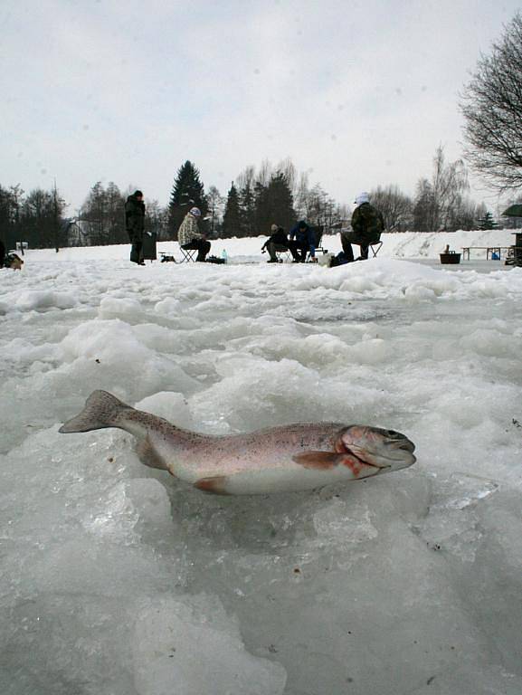 Zimní rybolov pstruhů na dírkách na rybníku v Boskovštejně.