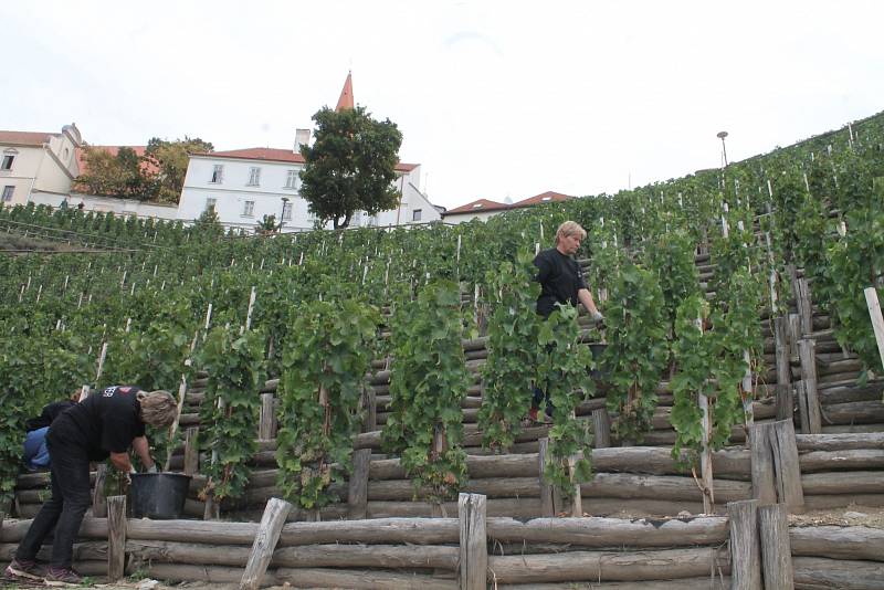 Terasy Rajské vinice ve Znojmě zpevní beton