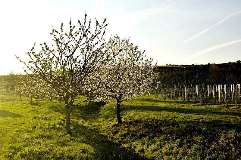 Kvetoucí třešně u Popic na Břeclavsku. Ilustrační foto