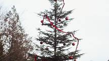 Rozsvícení vánočního stromu v brněnské zoo.