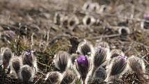 Koniklec velkokvětý je jarní dominantou unikátních znojemských vřesovišť.Jeho modrofialové květy již letos při troše štěstí najdeme na chráněných místec jihozápadně od Znojma.