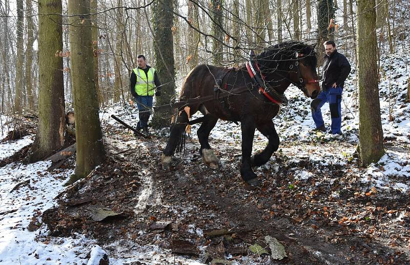 Nadšenec a chovatel koní Jiří Fousek z Rudlic na Znojemsku stahuje se svým Gavorem dřevo v Gránickém lese u Znojma.