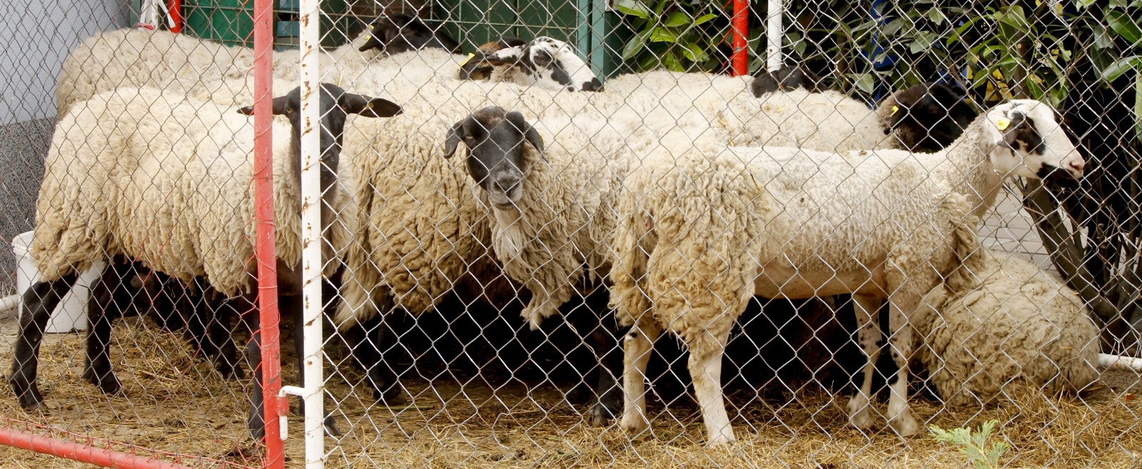 Vrčel strojek, bečely ovce. Stádo přišlo na Ovčáckých slavnostech zcela o  srst - Znojemský deník