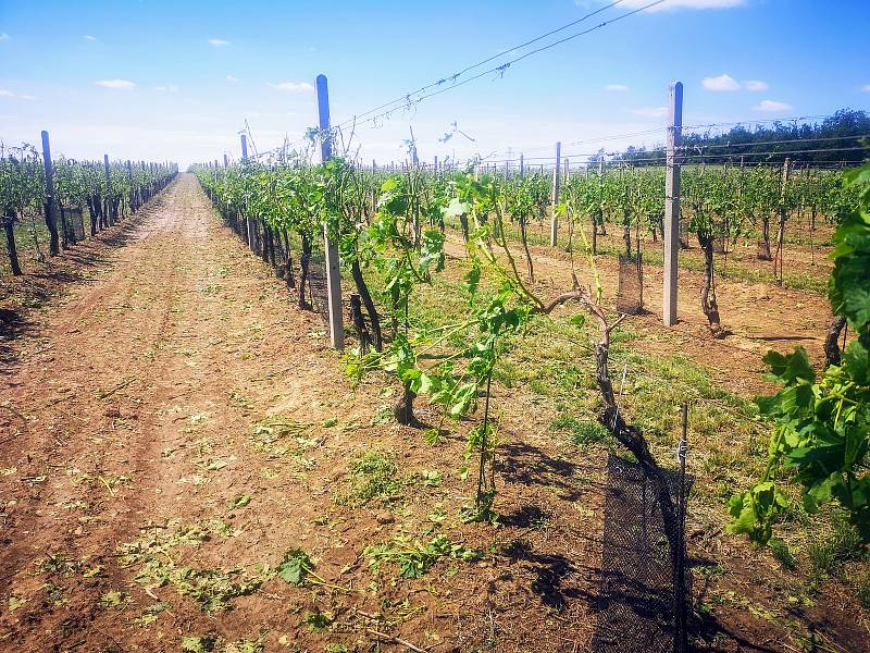 Kroupová bouře u Višňové na Znojemsku poničila úrodu na polích i vinice. Na snímku vinice Vinařství rodu Saletů.