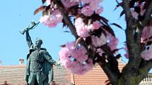 Sakury kvetou na jaře na Mariánském náměstí v okolí sochy Rudoarmějce, který je součástí Pomníku vítězství.