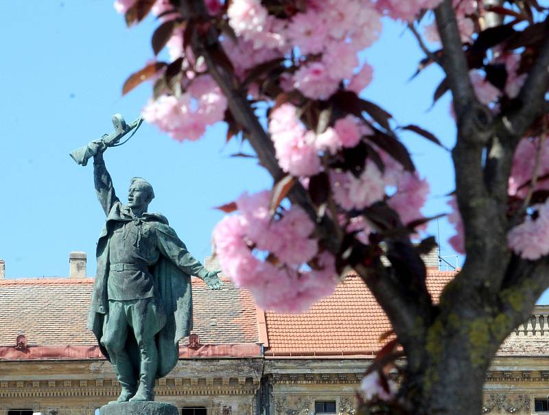 Sakury kvetou na jaře na Mariánském náměstí v okolí sochy Rudoarmějce, který je součástí Pomníku vítězství.