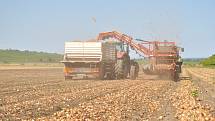 Sklizeň cibule na farmě Zdeňka Šebesty v Dolních Dunajovicích na Břeclavsku začala o tři týdny později. Kvůli vytrvalým dešťům a mokré půdě.