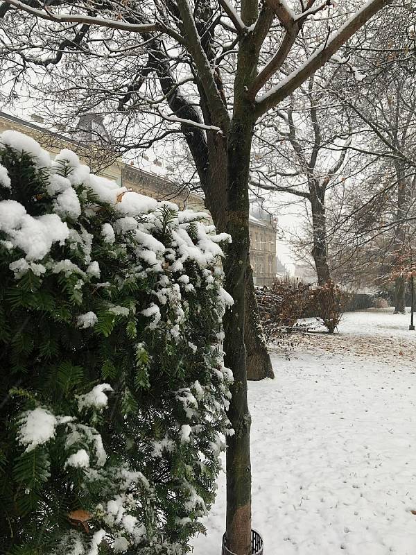 Procházka prvním sněhem v Dolním parku ve Znojmě.