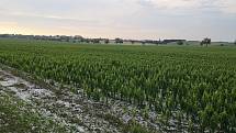 Kroupová bouře u Višňové na Znojemsku poničila úrodu na polích i vinice.