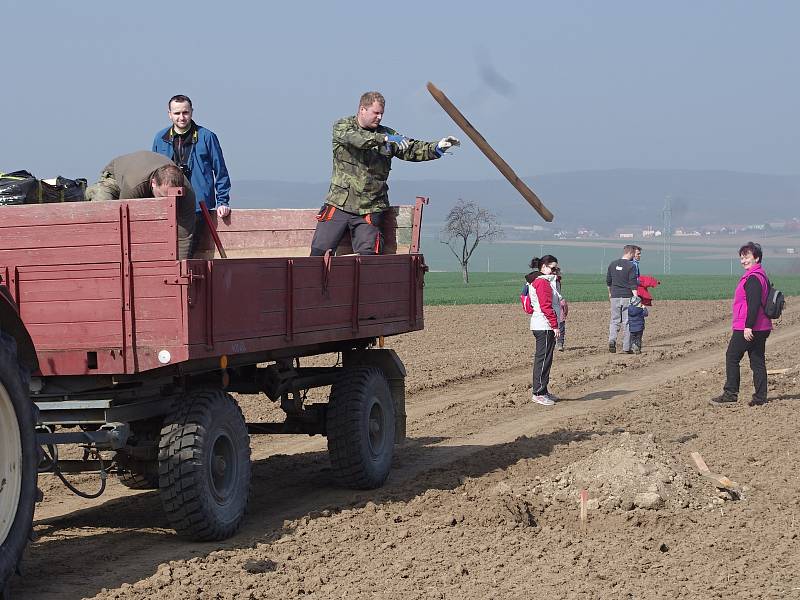 Lidé ve Vedrovicích v sobotu sázeli pět alejí na polních cestách.