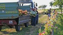 Obyvatelé rakouského příhraničního Retzbachu se poslední červencový den pokusí o zápis do světové Guinessovy knihy rekordů svým 1,2 kilometru dlouhým květinovým truhlíkem spojujícím dvě části obce.