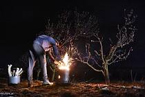 Úrodu meruněk sadaři zachraňují zapalováním ohňů. I navzdory veškeré snaze ale letos bude nízká…