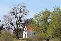 Nejvíce hlasů v anketě Strom Znojemska 2011 dostaly zhruba 120 let staré lípy u popické kaple.