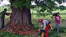 Kvalifikovaný arborista dorazil v pondělí do Božic, aby tam místní lípě pomohl odborným zásahem v dalším růstu.