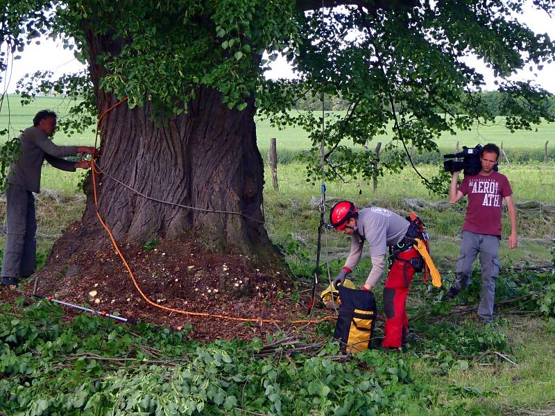 Kvalifikovaný arborista dorazil v pondělí do Božic, aby tam místní lípě pomohl odborným zásahem v dalším růstu.