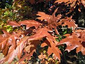 Cizokrajný dub červený svoje jméno rozhodně nezapře. Jeho listy dostávají až křiklavě nachové zabarvení. 