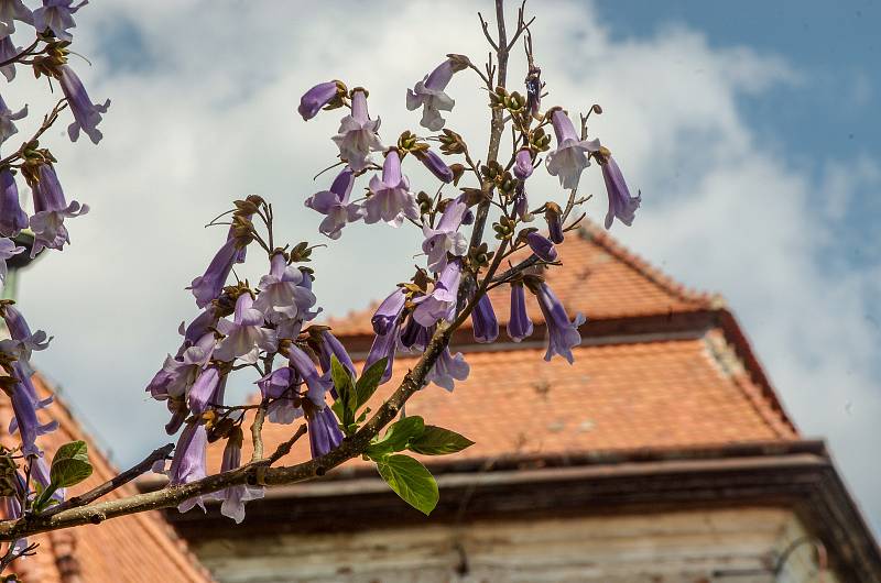 U jaroslavického zámku rozkvetly okrasné pavlovnie.