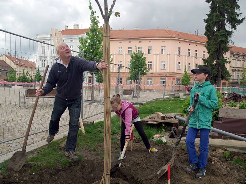 Nové aleje tulipánovníků a javorů vysázeli o víkendu zaměstnanci znojemské Městské zeleně a lidé, kteří si sedmnáct tulipánovníků a čtyřiatřicet javorů adoptovali. 