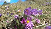 Na jedny z nejvýraznějších květů Podyjí – koniklece velkokvěté - se zájemci mohou podívat například nedaleko Havraníků.