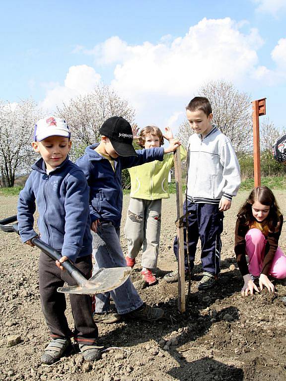 Netradiční akci sázení téměř dvou desítek tradičních odrůd ovocných stromů do stromořadí u Čížova se rozhodli pracovníci Národního parku Podyjí. 