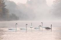 Podzimní procházky Znojemskem přináší i setkání s labutěmi.
