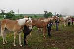 Tři desítky koní plemene hafling předvedli chovatelé na výstavě v Kuchařovicích.