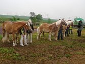Tři desítky koní plemene hafling předvedli chovatelé na výstavě v Kuchařovicích.
