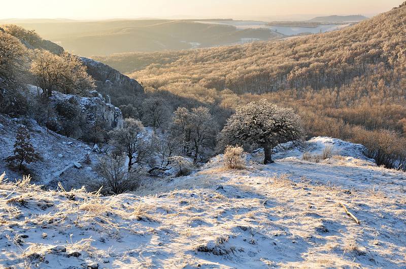 Pálava nad Soutěskou, na snímku kultovní dub pýřitý, zvaný šípák, který má ve znaku CHKO Pálava.