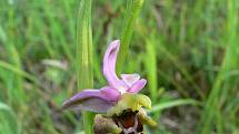 Tořič čmelákovitý je ikonou mezi bělokarpatskými orchidejemi. Roste jen na tamních loukách.