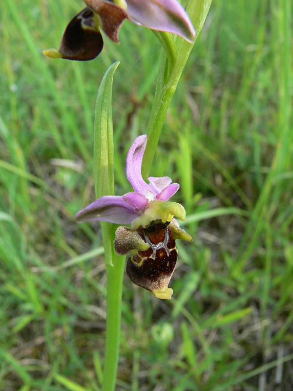 Tořič čmelákovitý je ikonou mezi bělokarpatskými orchidejemi. Roste jen na tamních loukách.